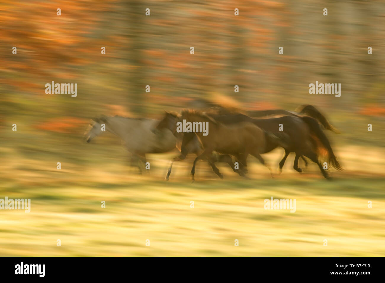 Mandria di cavalli quarto che corre attraverso un campo di colore autunnale. Movimento sfocato. Foto Stock