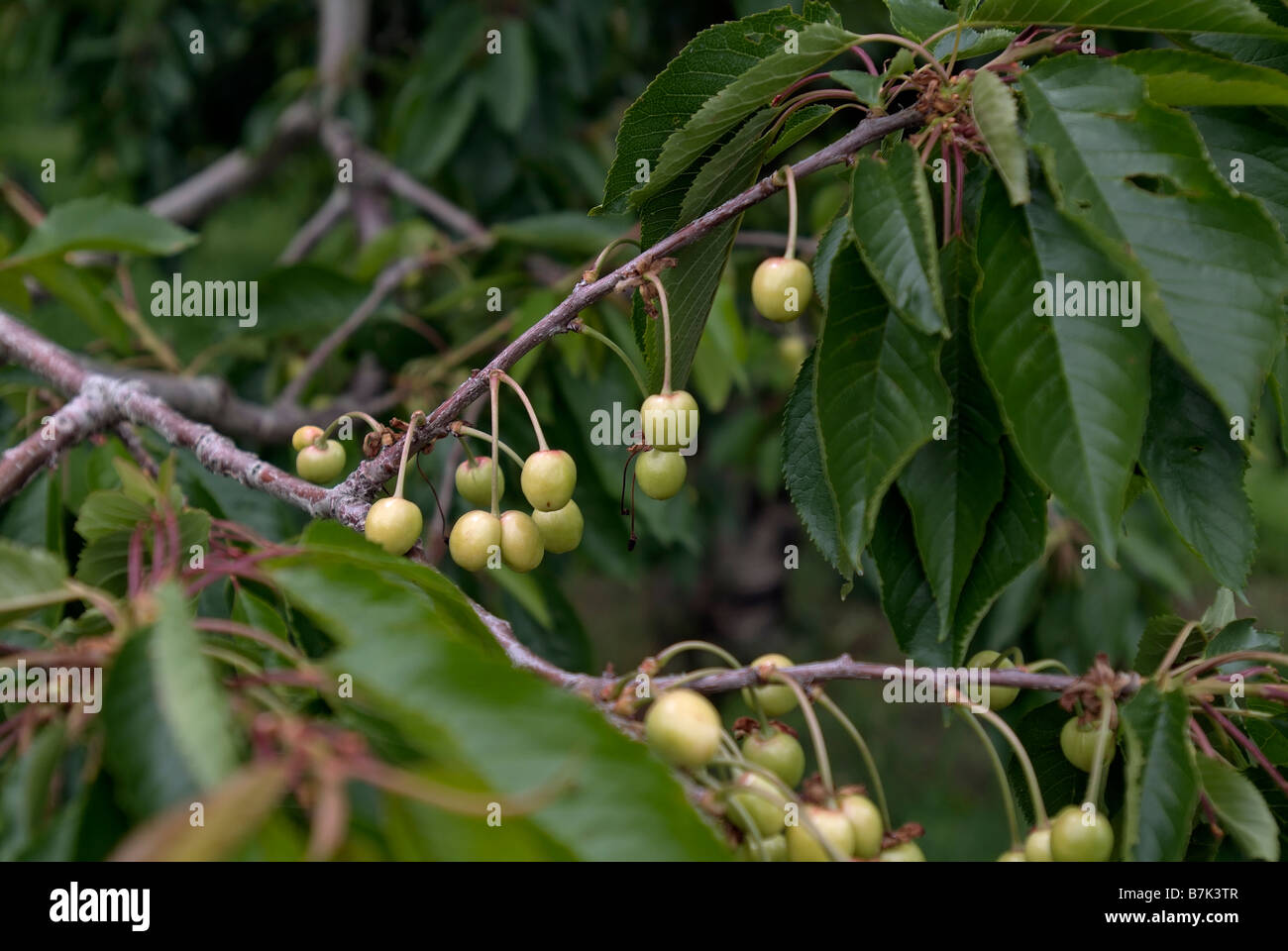 Verde ciliegio immaturi. Foto Stock