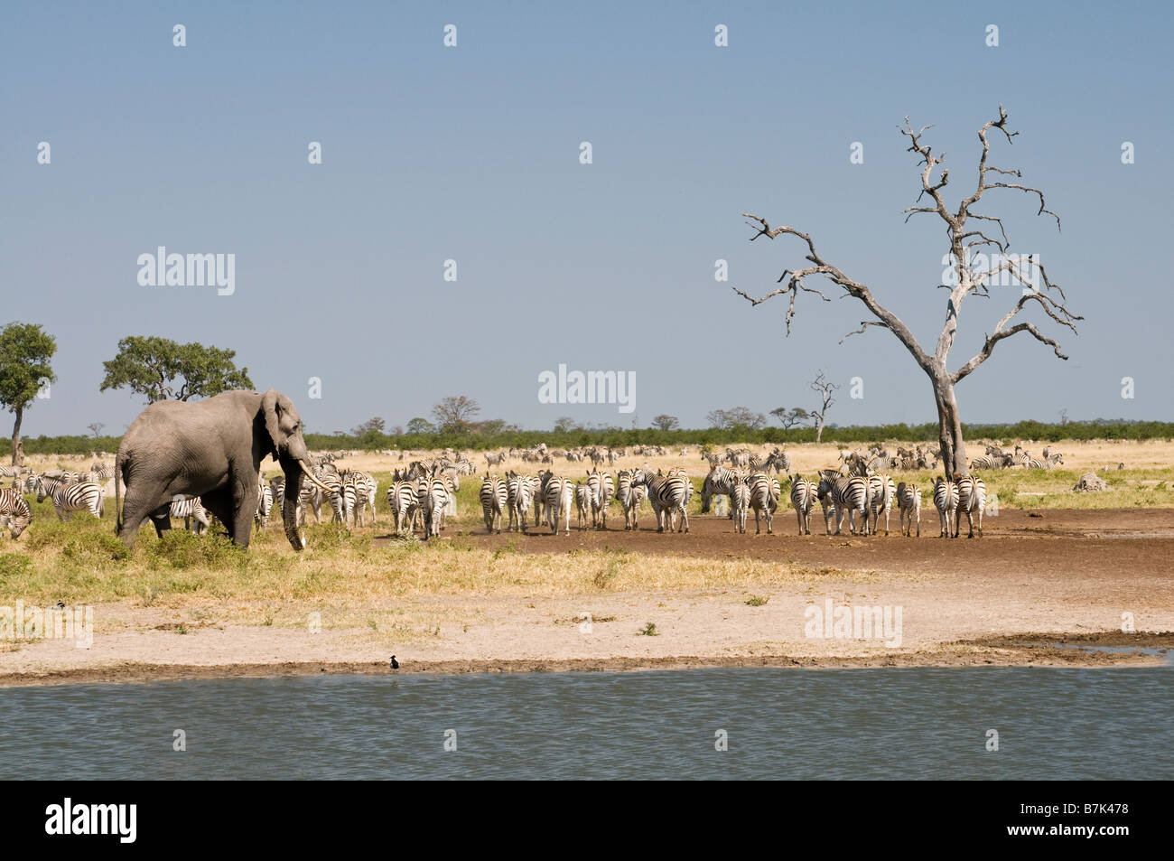 Elephant Zebra presso l'acqua Savuti Foto Stock