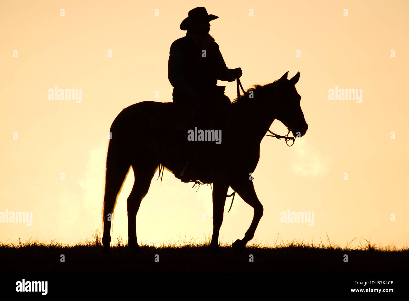 Cowboy equitazione quartiere cavallo sul ranch in prima mattina prima all'alba Foto Stock