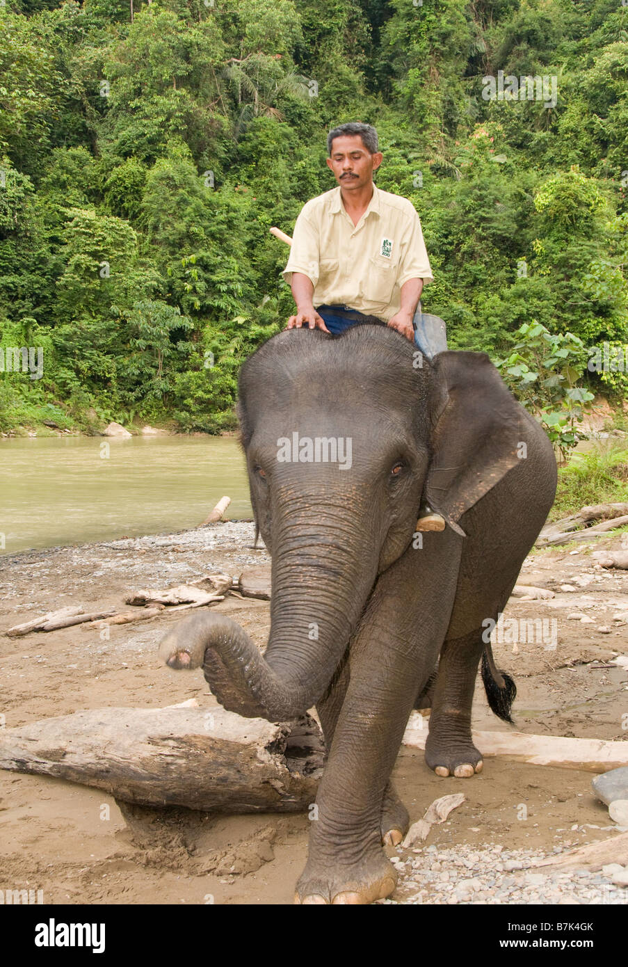 Mahout sul suo elefante in Tangkahan, Sumatra Foto Stock