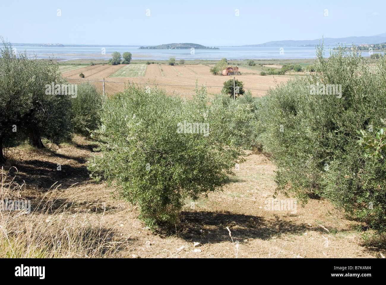 Oliveti sulle rive del lago Trasimeno Foto Stock