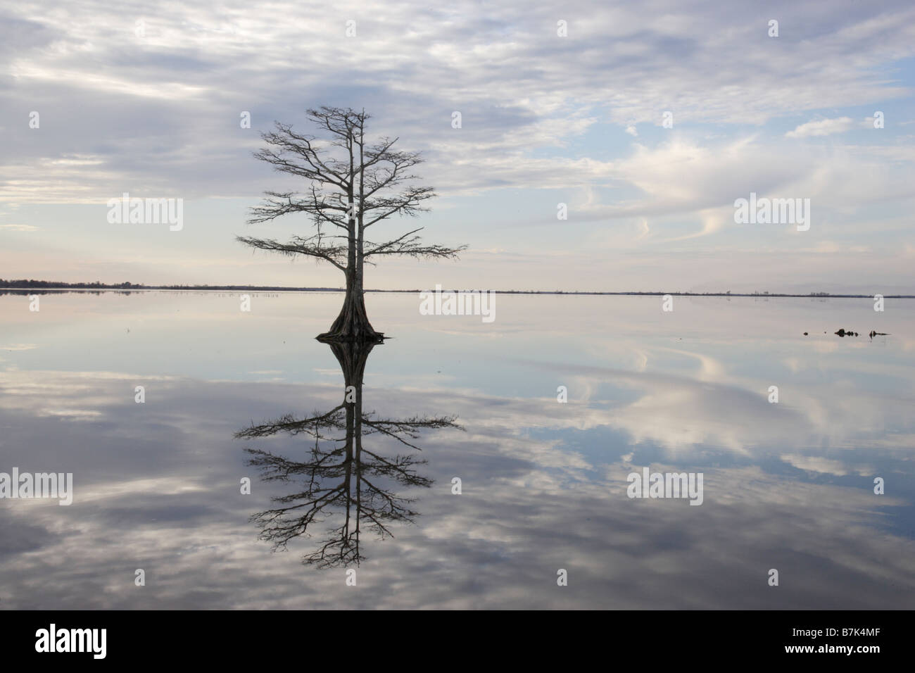 Albero e riflessione nel lago Mattamuskeet Foto Stock