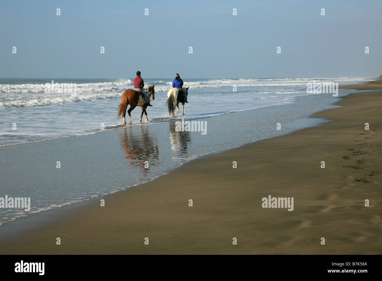 Due persone, una giovane, equitazione due cavalli sulla spiaggia, Fort Funston, San Francisco, California Foto Stock