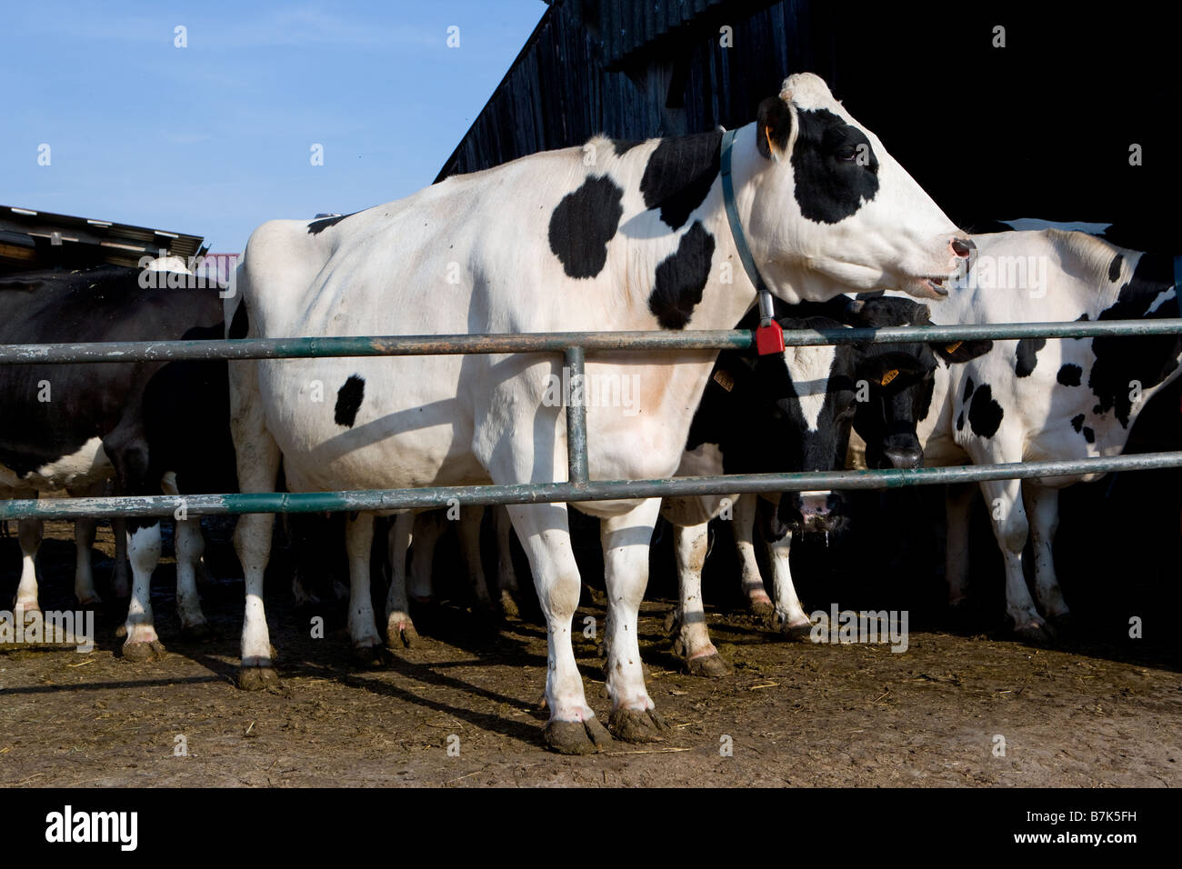 Vacche da latte in una fattoria Foto Stock