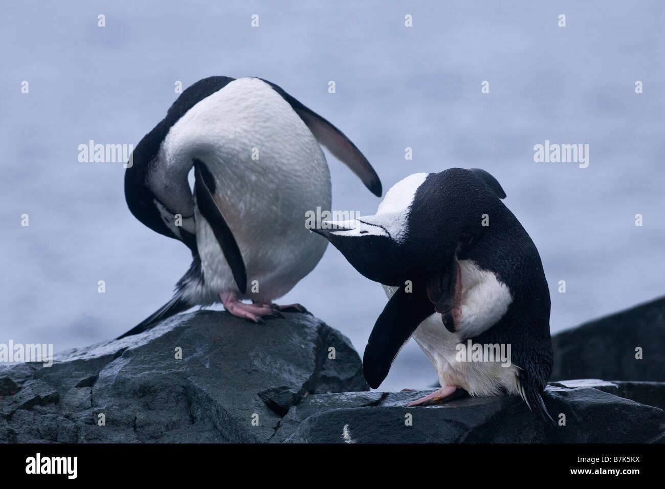 Due pinguini Chinstrap Pygoscelis Antartide preening nella neve su Half Moon Island South Shetland Islands Antartide Foto Stock