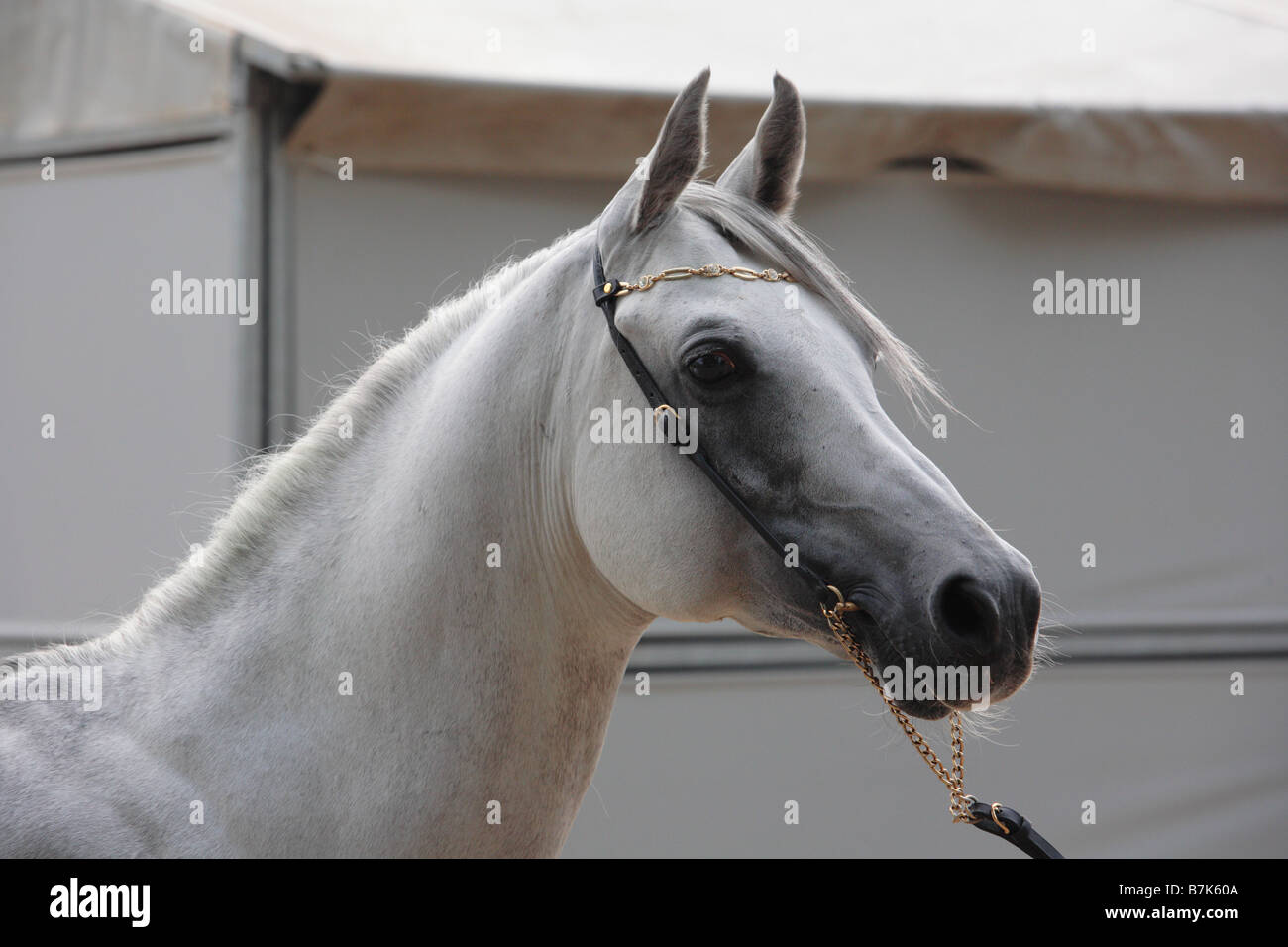 White Arabian Horse ritratto Foto Stock