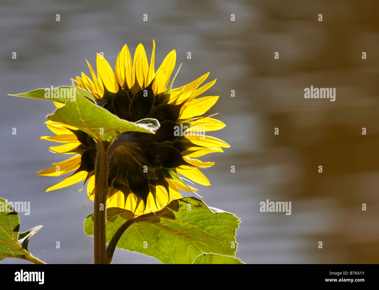 Girasole sun flower Helianthus annuus Foto Stock