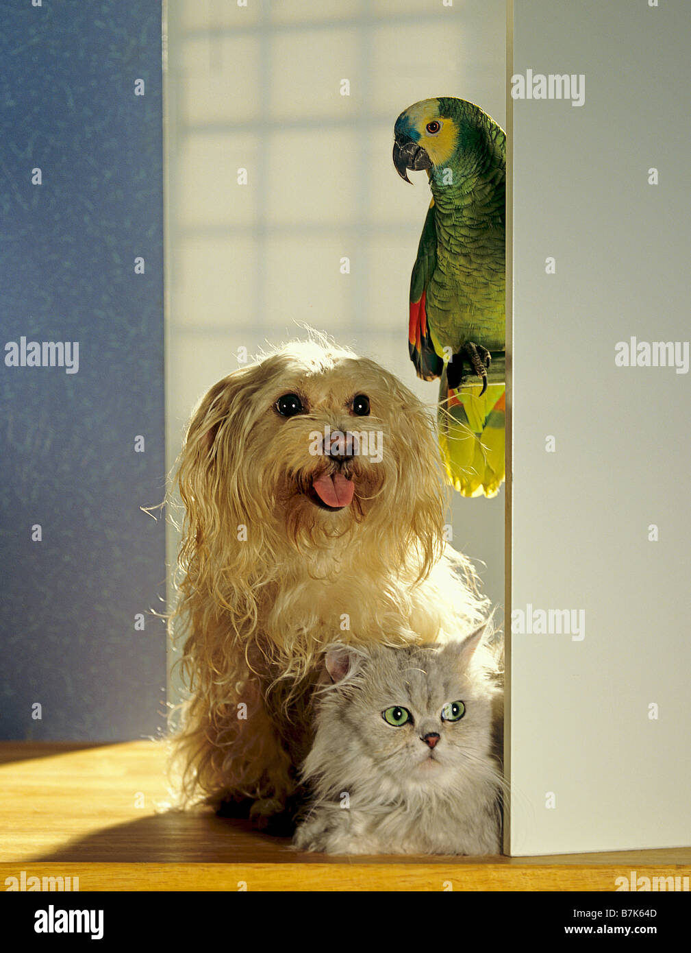 Amicizia animali : metà del cane di razza gatto persiano e blue-fronteggiata amazon Foto Stock