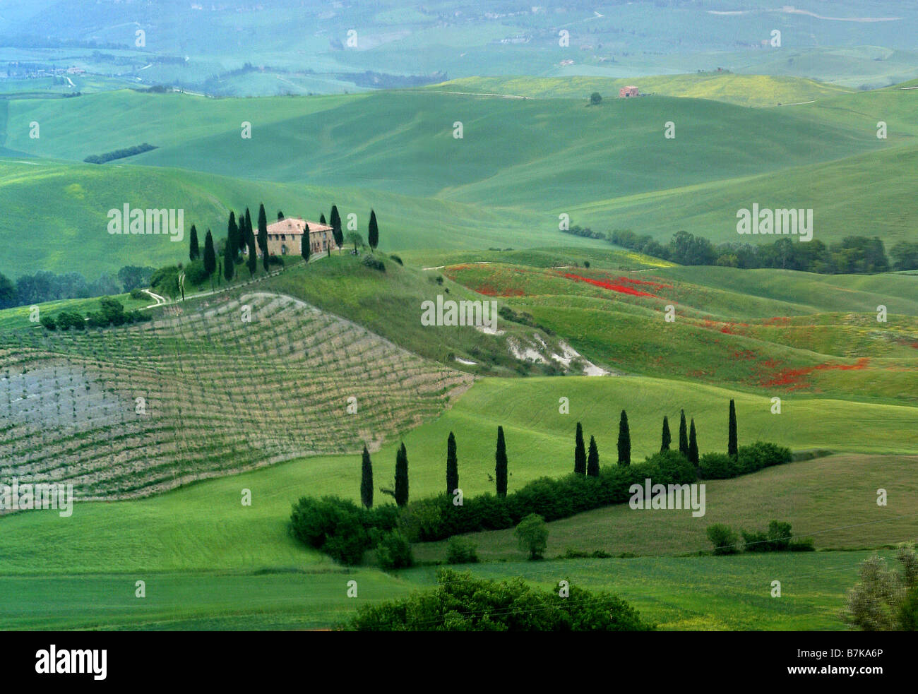 La Fattoria Belvedere circondato da cipressi in un inizio di mattina in Toscana, Italia Foto Stock