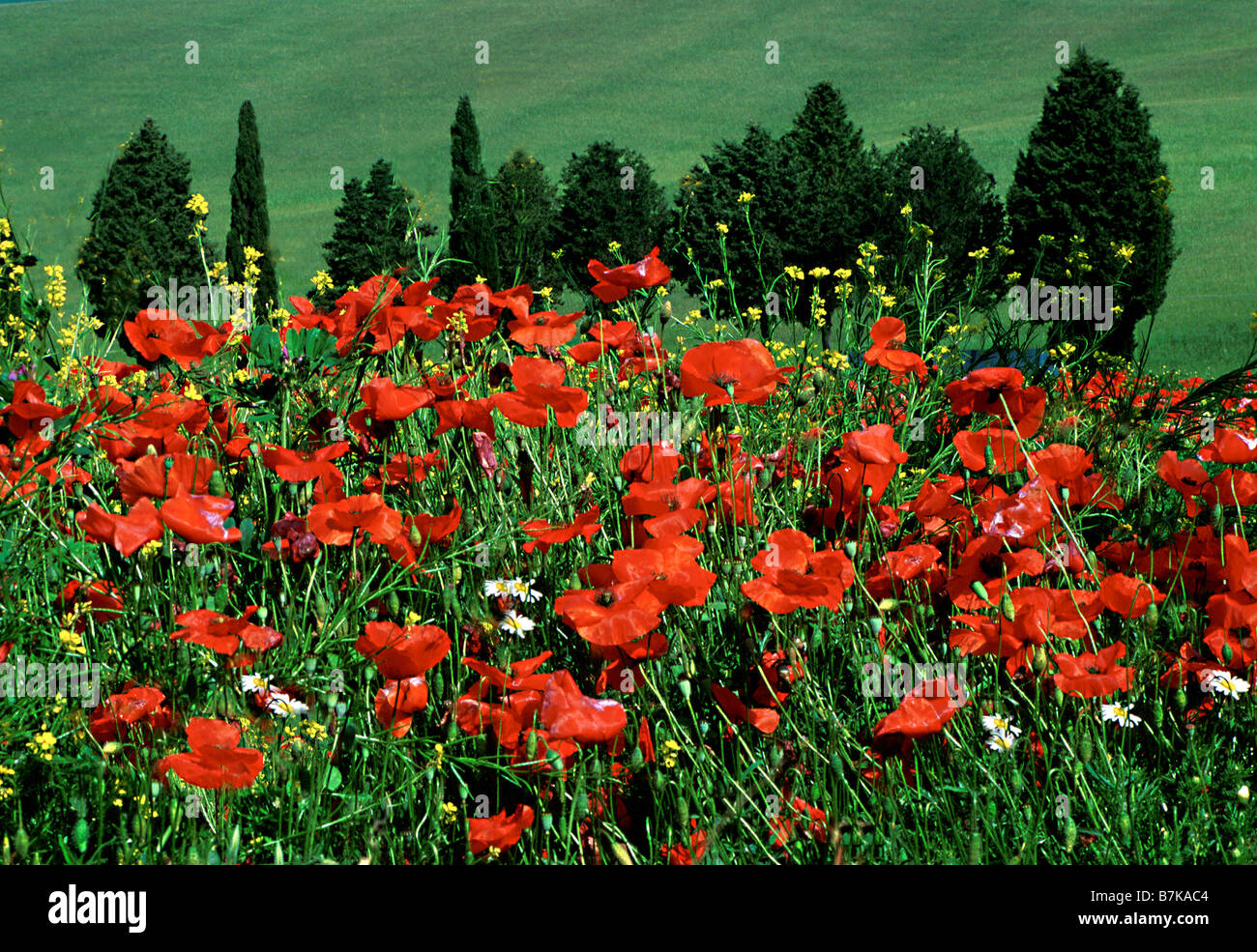 Un campo di papaveri e cipressi in Toscana, Italia Foto Stock