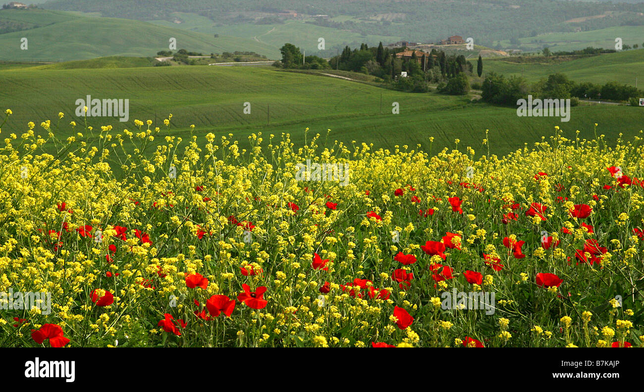 Un campo di papaveri e fiori di primavera con Collina fattoria in background, Toscana, Italia Foto Stock