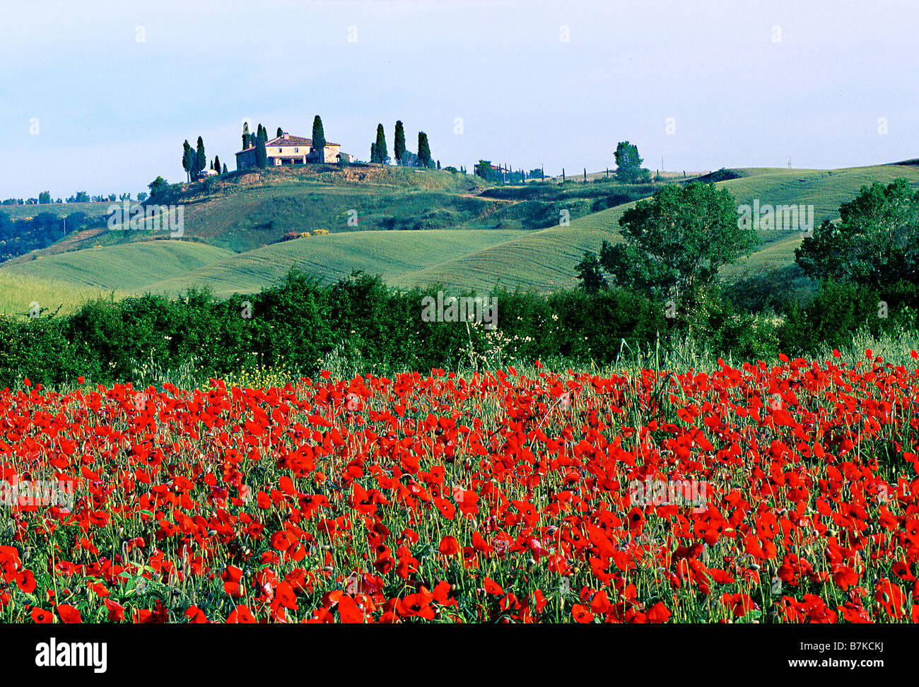 Papaveri e gli alberi di cipresso con la Fattoria Belvedere in background, Toscana, Italia Foto Stock