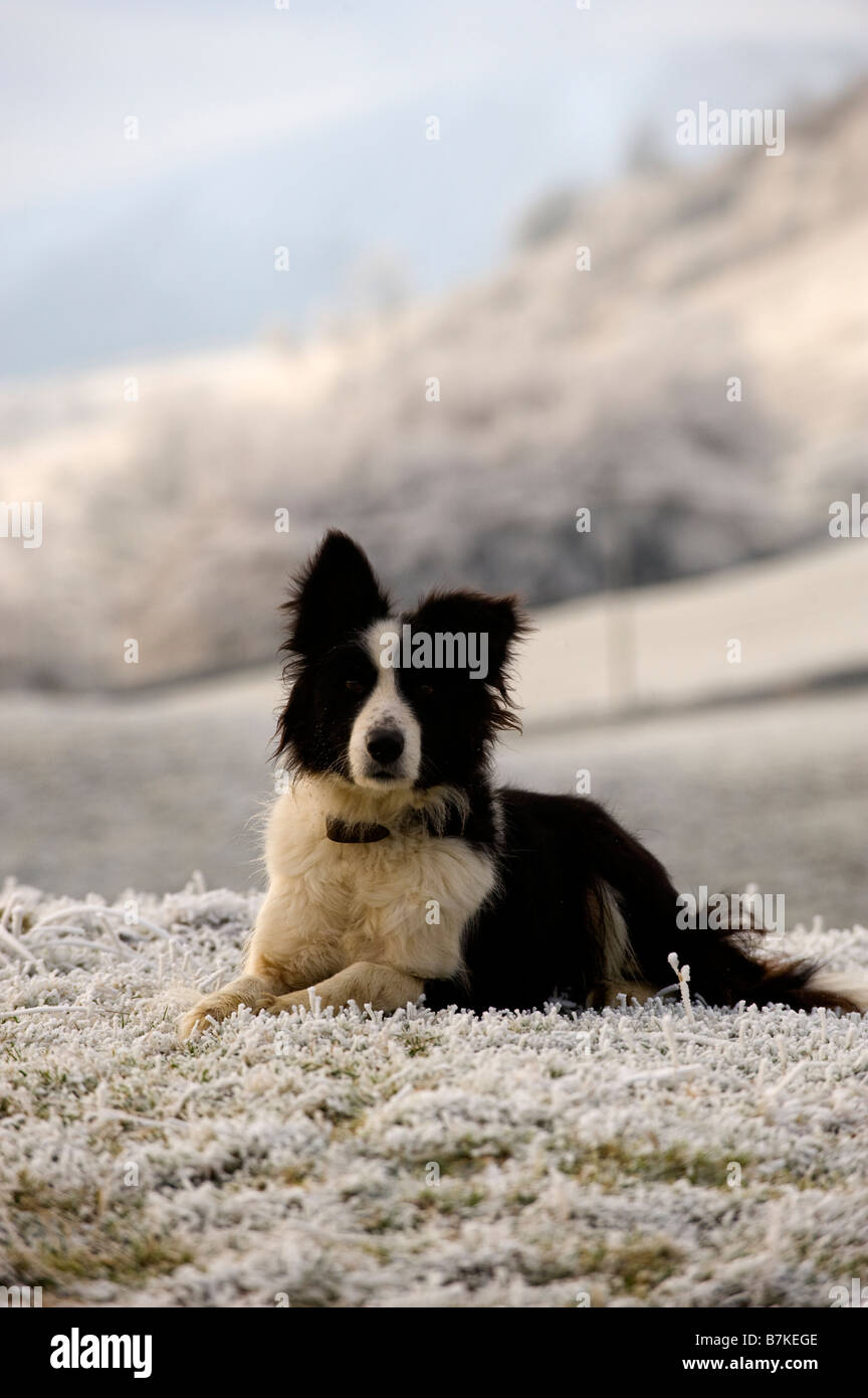 Border Collie Sheepdog in inverno la neve Cumbria Foto Stock