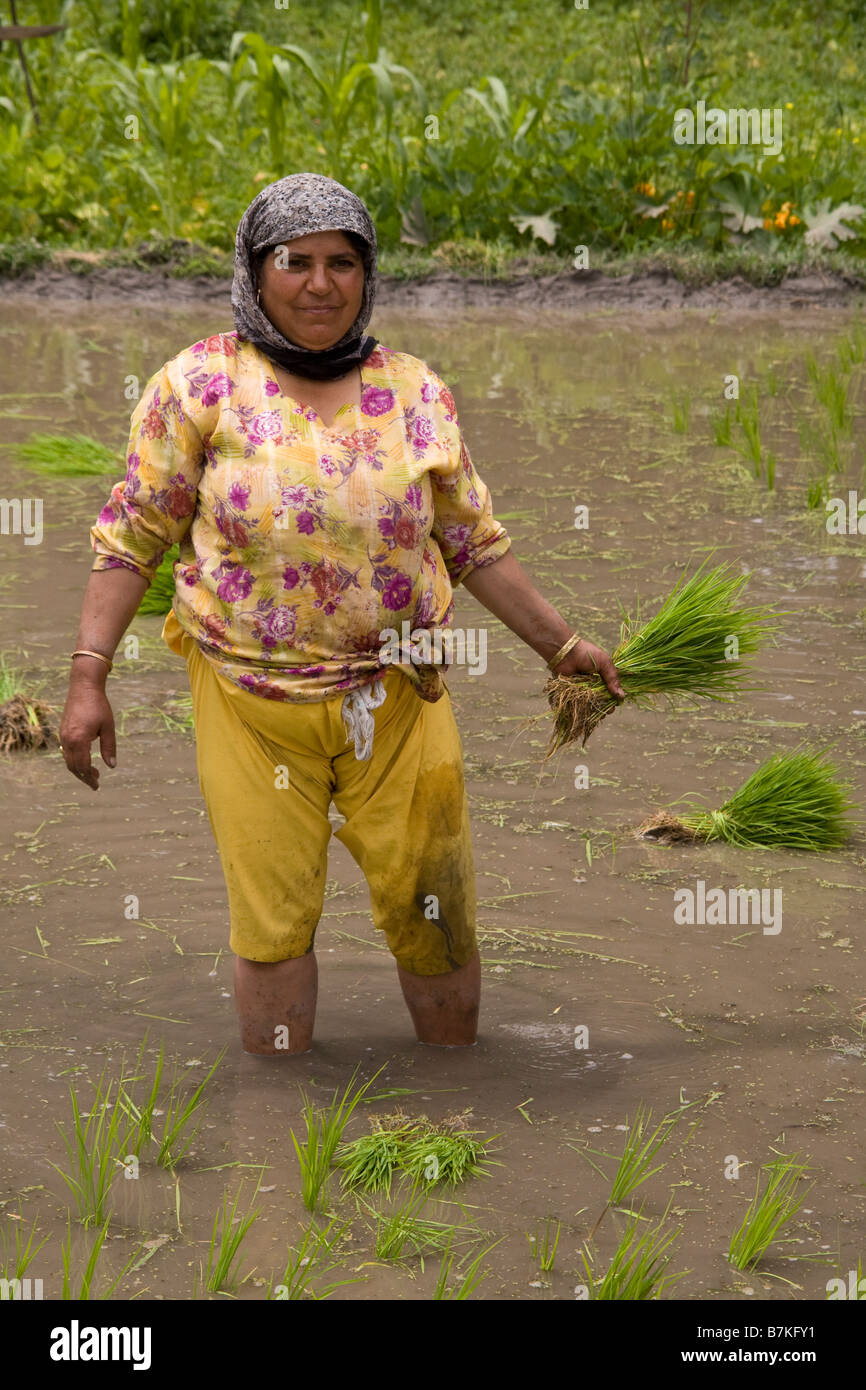 India Kashmir Valley riso piantagione Foto Stock