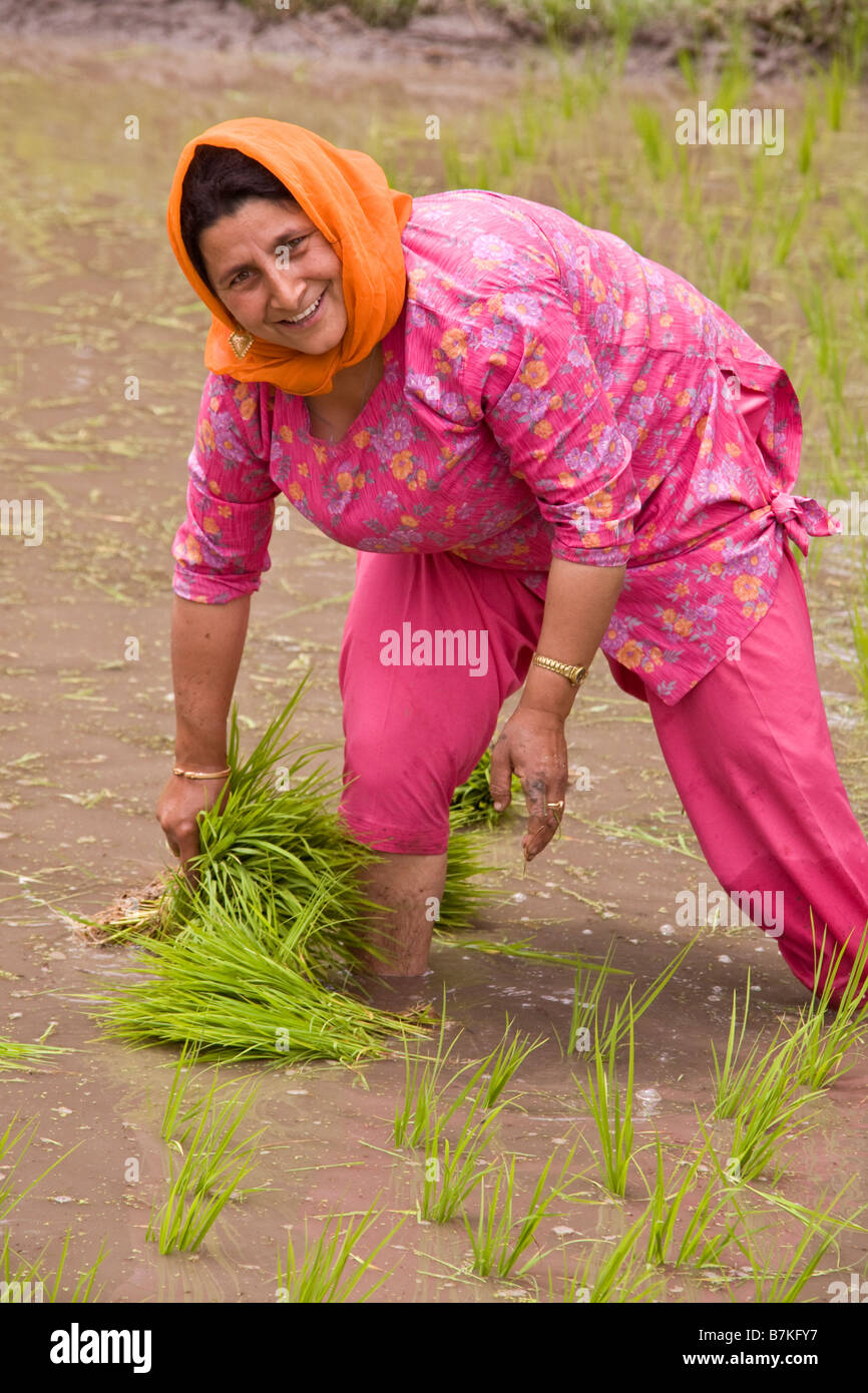India Kashmir Valley riso piantagione Foto Stock