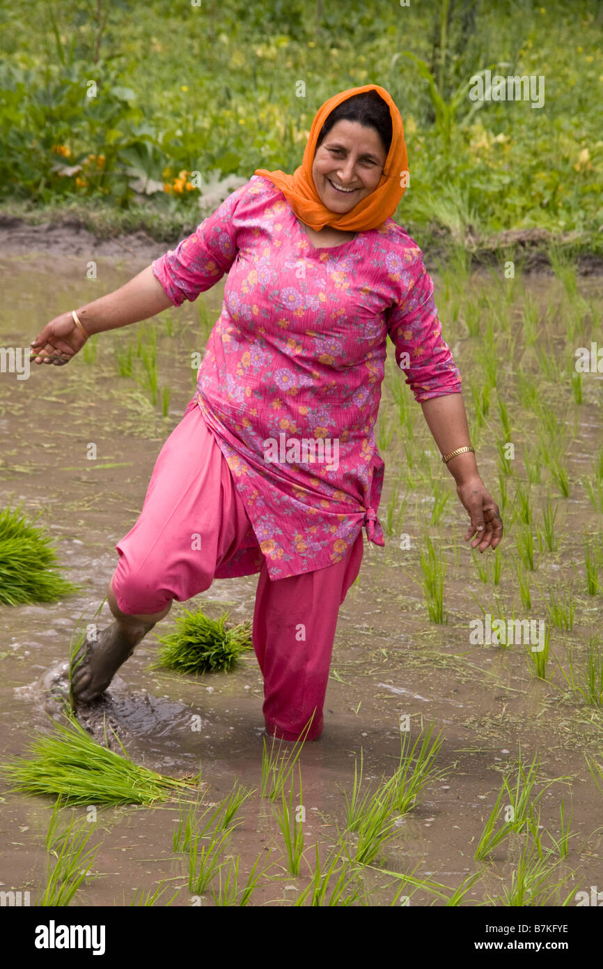 India Kashmir Valley riso piantagione Foto Stock
