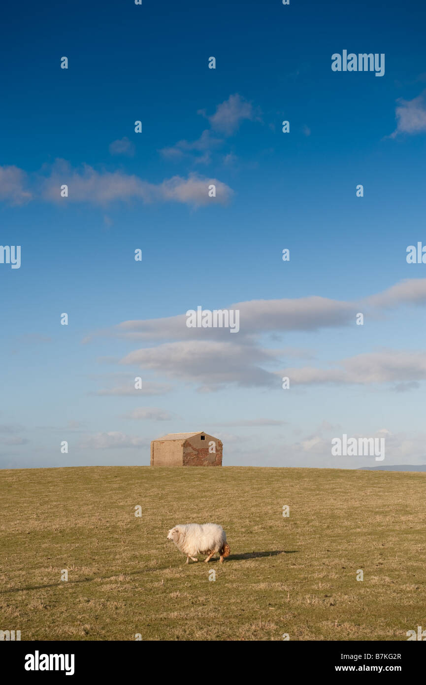 Un solitario pecore in un campo con un mattone sparso sulla skyline, Wales UK Foto Stock