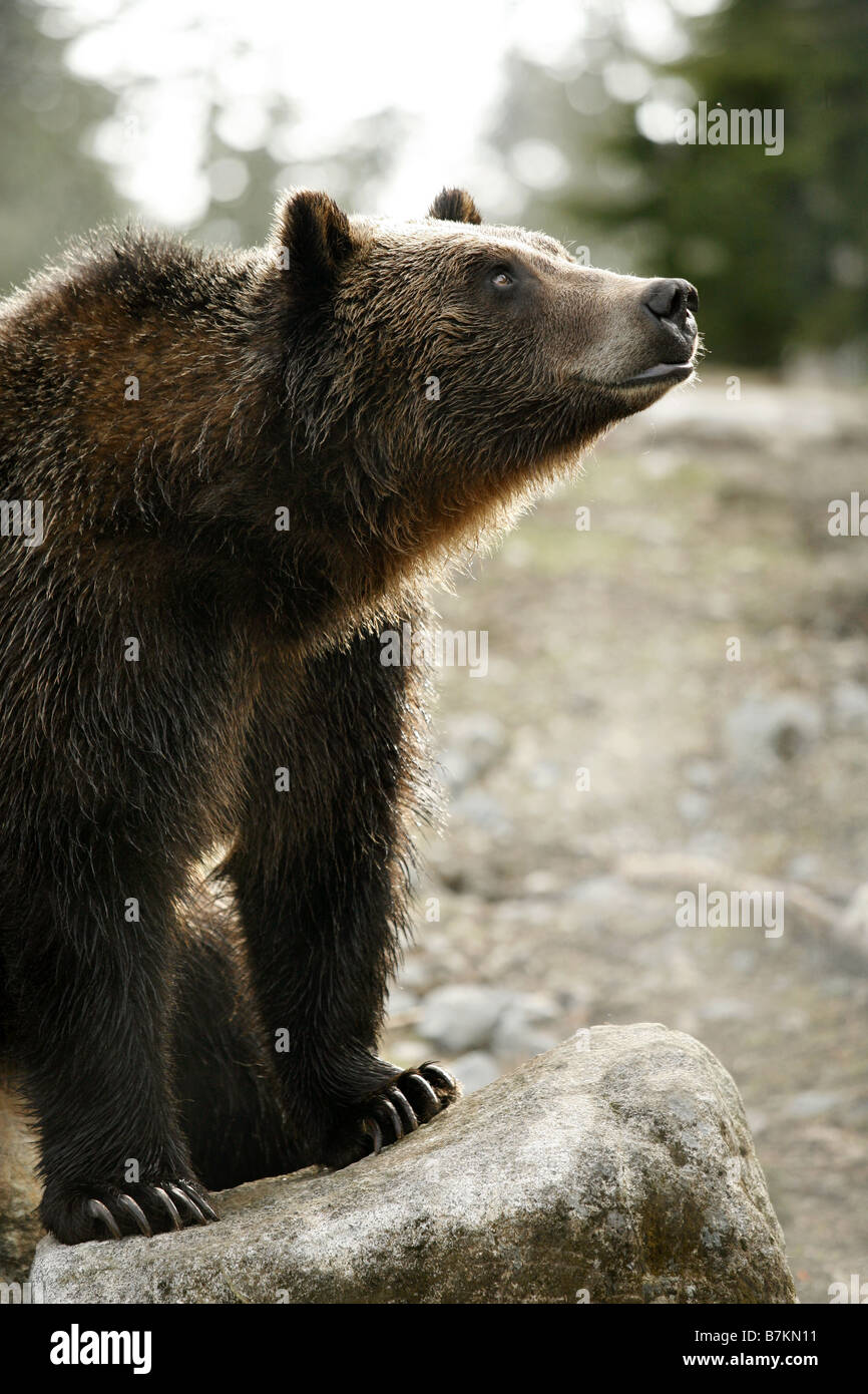 Orso grizzly, Grouse Mountain rifugio, North Vancouver, British Columbia, Canada Foto Stock