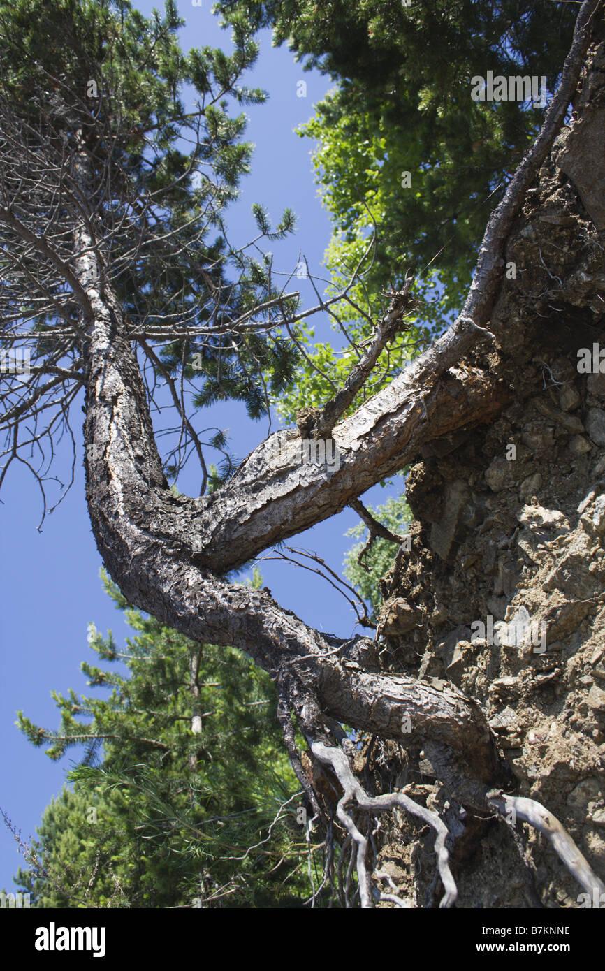 Pine con radici esposte alla riva del lago di Baikal Foto Stock