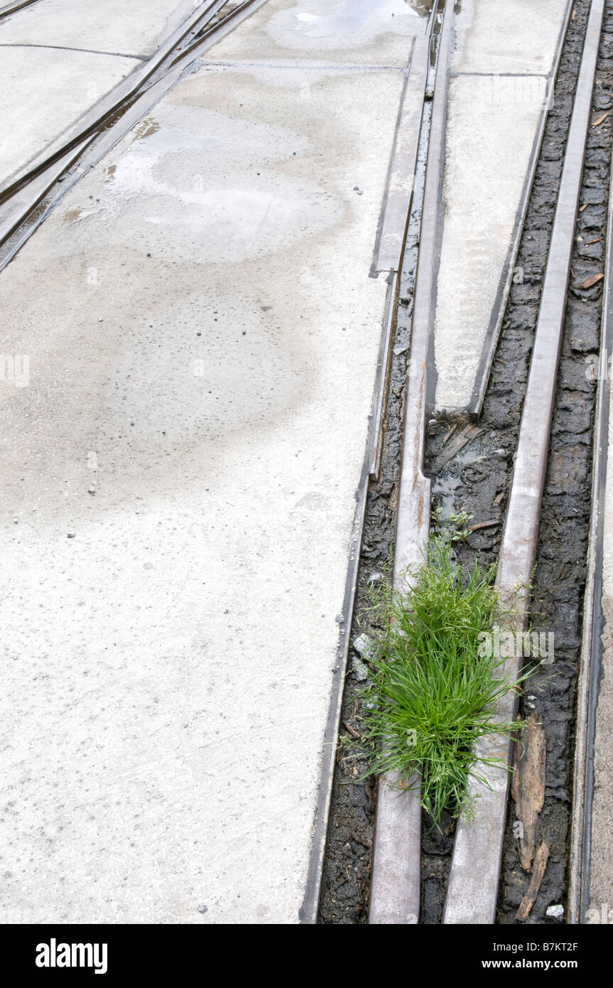 I binari della ferrovia e l'erba, vista in elevazione Foto Stock