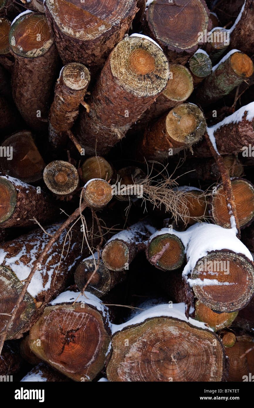 Il combustibile solido: neve-spruzzata pila di legno Foto Stock