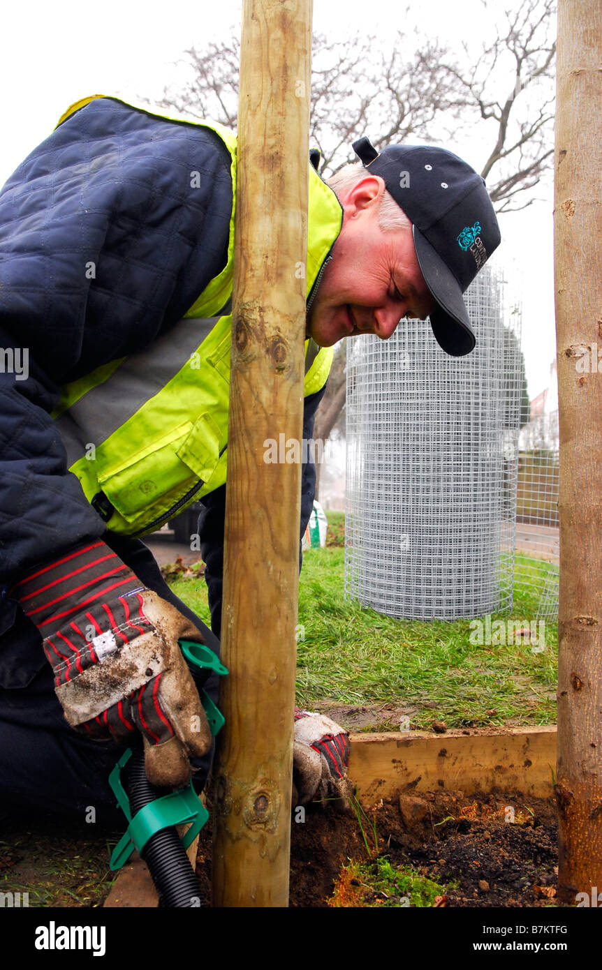 Paesaggio giardiniere mettendo tocchi di rifinitura per la piantagione di alberi per autorità locali il cui scopo è di impianto 1000 alberi in borough Foto Stock