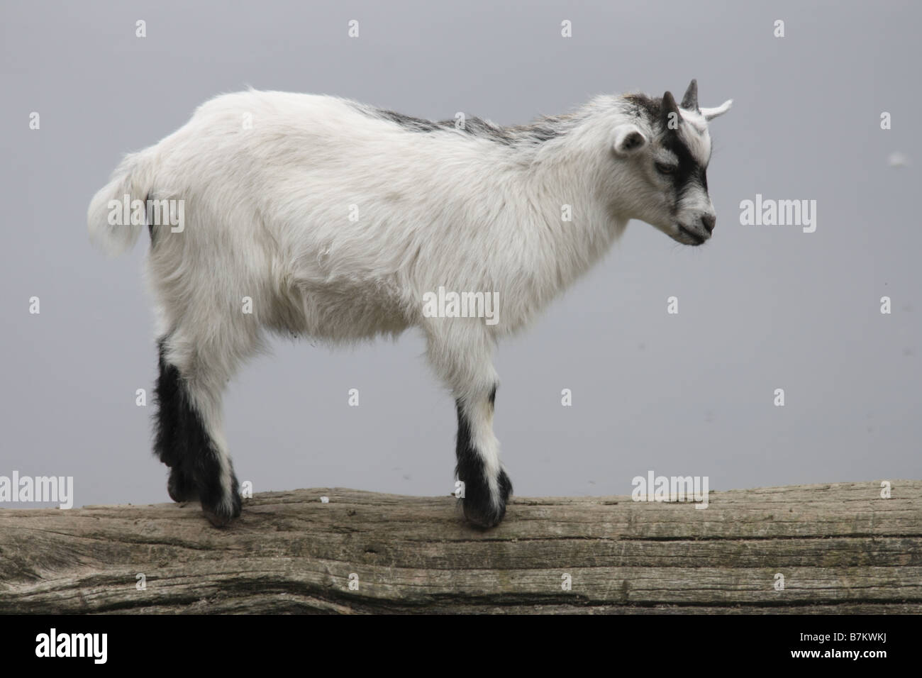 una giovane capra Foto Stock