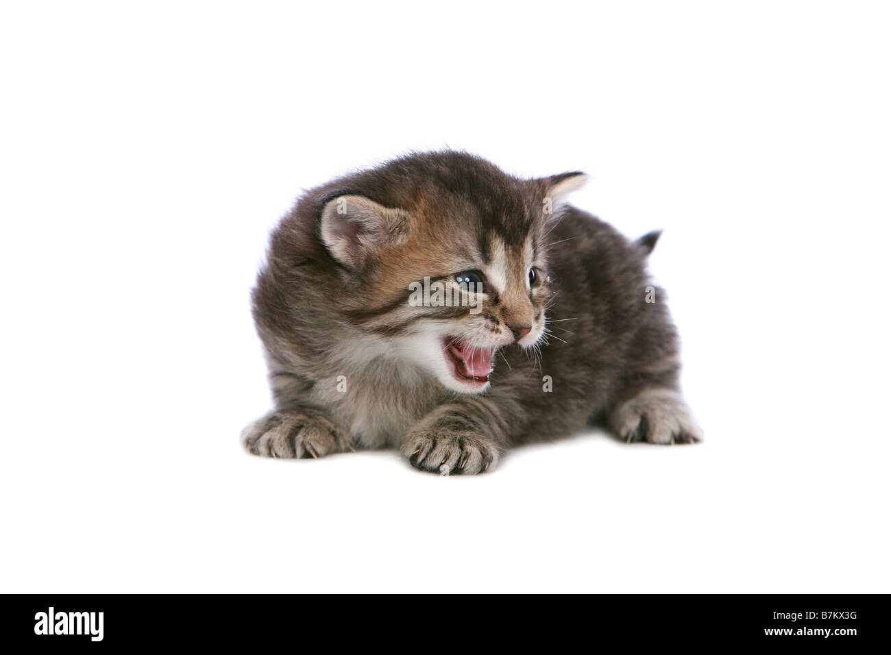 Meowing gattino su sfondo bianco Foto Stock