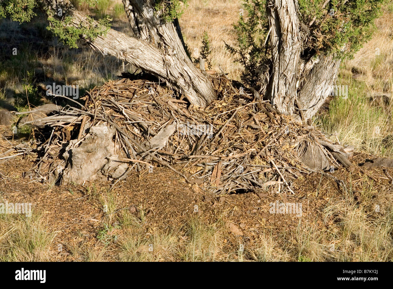 Stephen's Woodrat midden (NEST) stephensi Neotoma vicino Showlow Arizona Stati Uniti 17 luglio midden Muridae Foto Stock