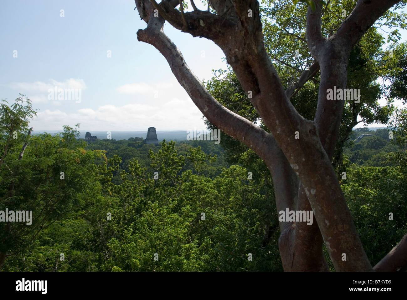Templi 1 e 2 che si eleva al di sopra della foresta pluviale. Tikal. Guatemala Foto Stock