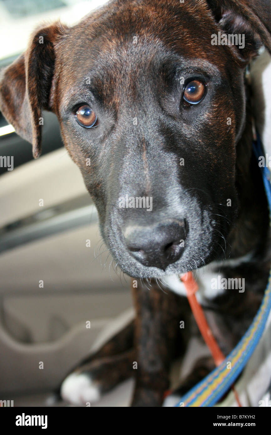 In prossimità della faccia, sei mesi cucciolo, razza, guardando vulnerabile Foto Stock