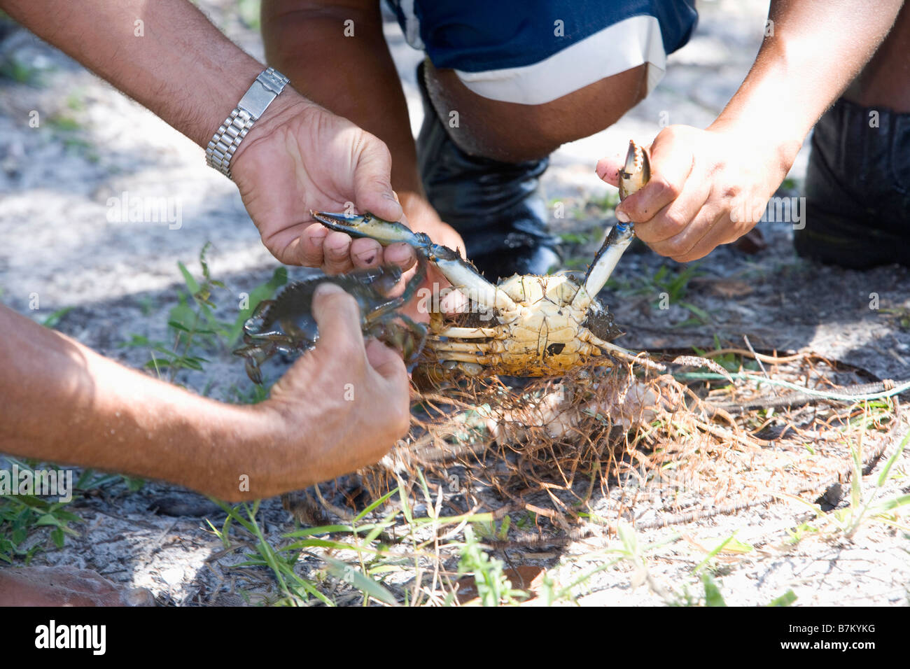 Close-up di mani con live crab Foto Stock