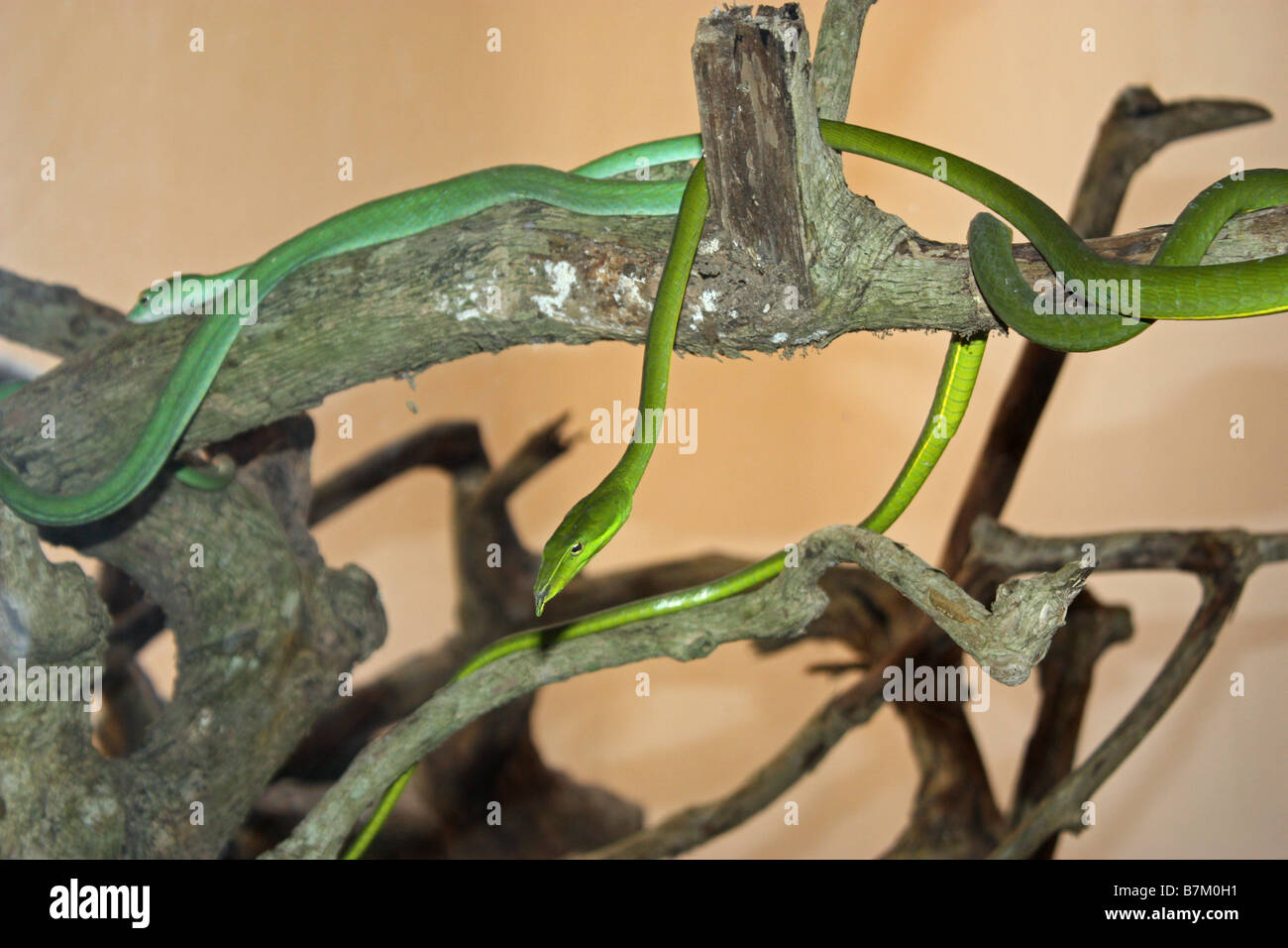 Un serpente verde - Opheodrys Foto Stock
