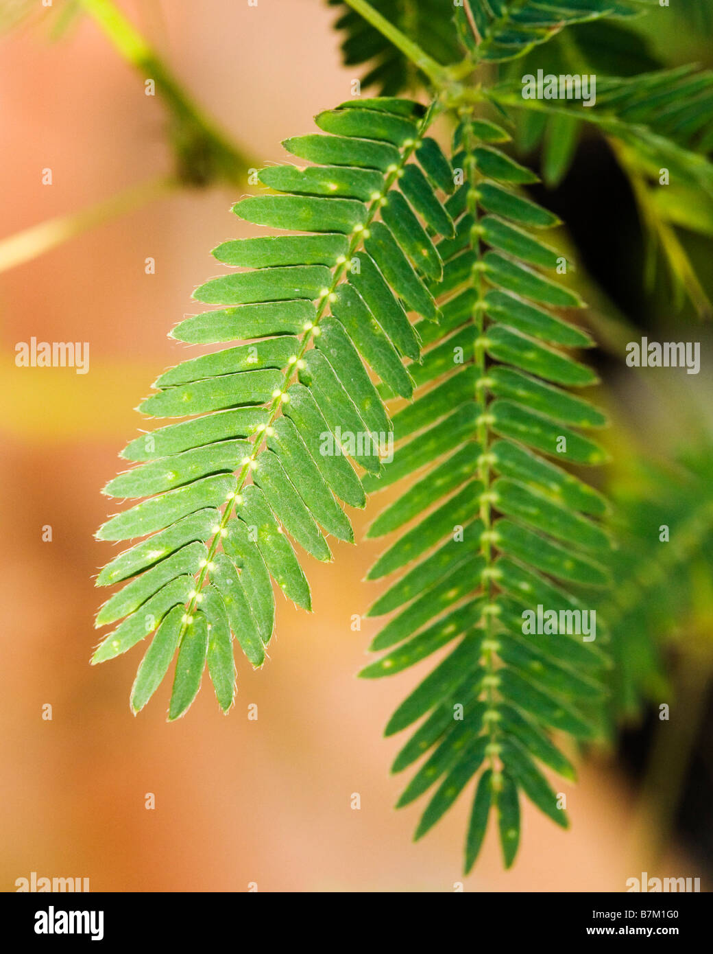 Mimosa pudica Foto Stock