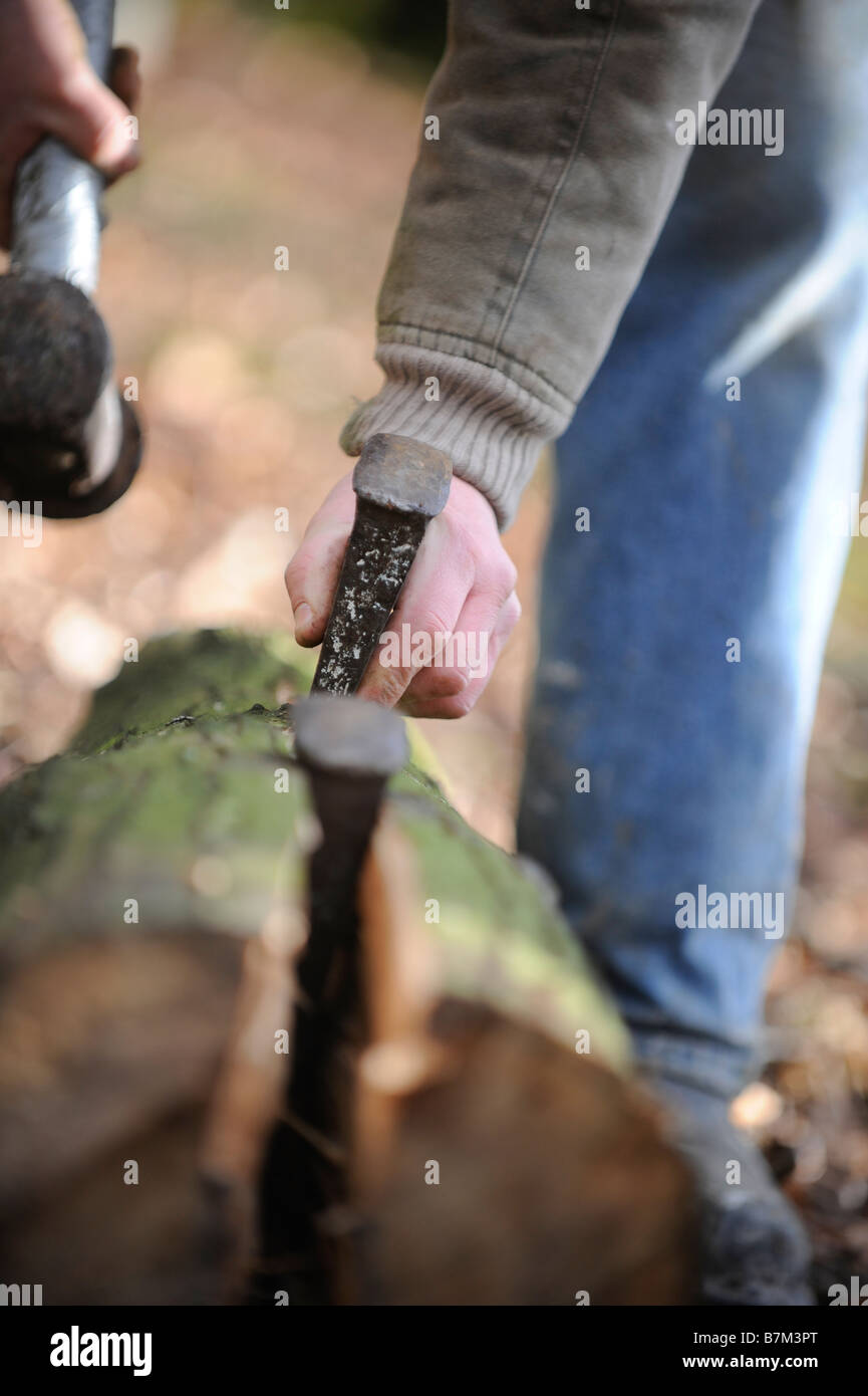 La separazione dei tronchi di castagno dolce che viene utilizzata per la costruzione di una recinzione di scorze Sussex in modo tradizionale. Foto di Jim Holden. Foto Stock