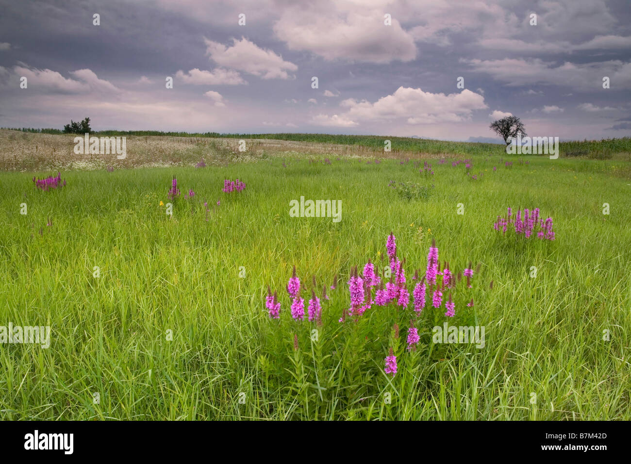 Tempesta estiva avvicinando su un fiore selvatico prato - paesaggio Foto Stock