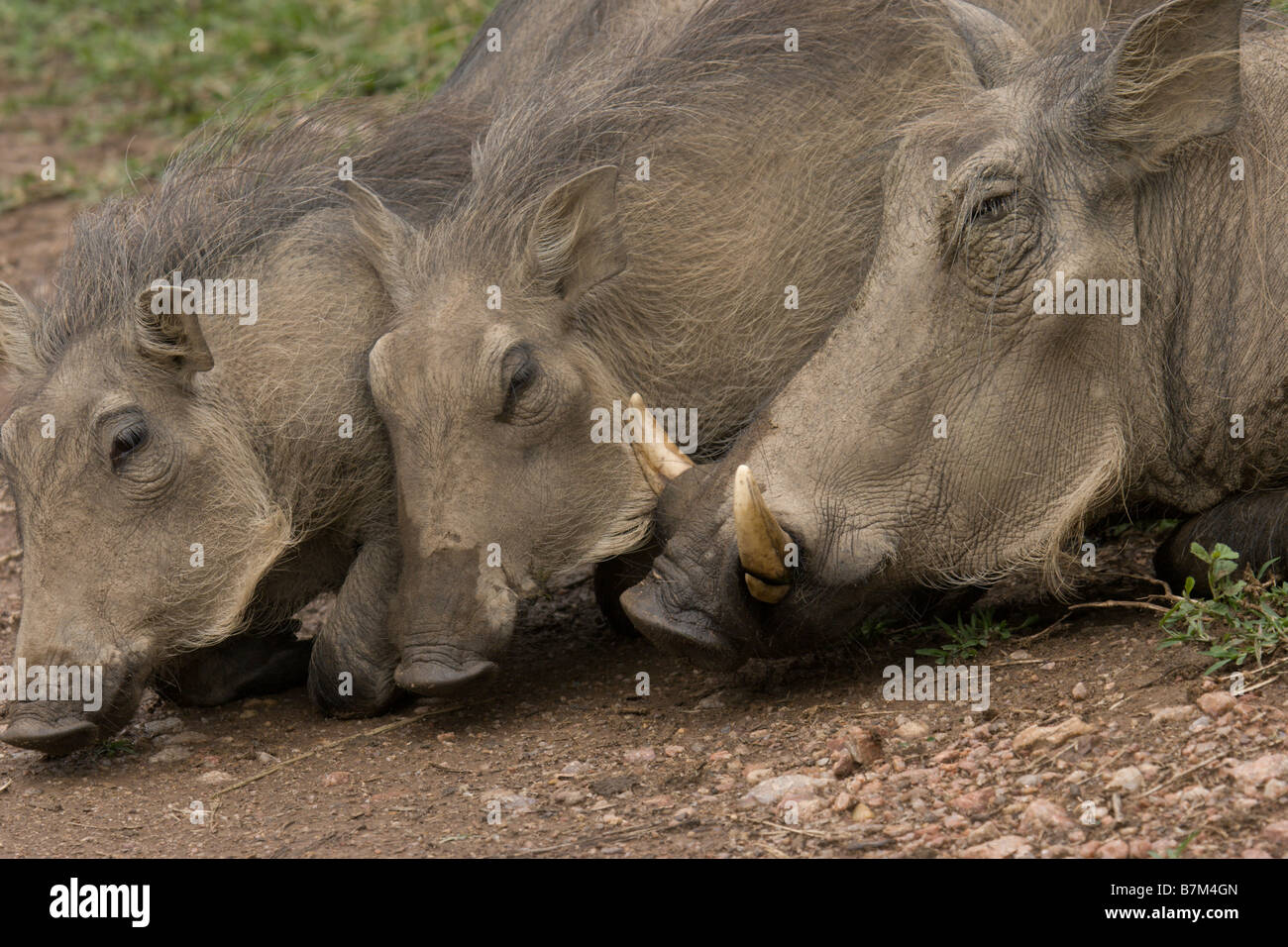 Suini suino Suini selvatici cinghiali cinghiali bush hog Foto Stock