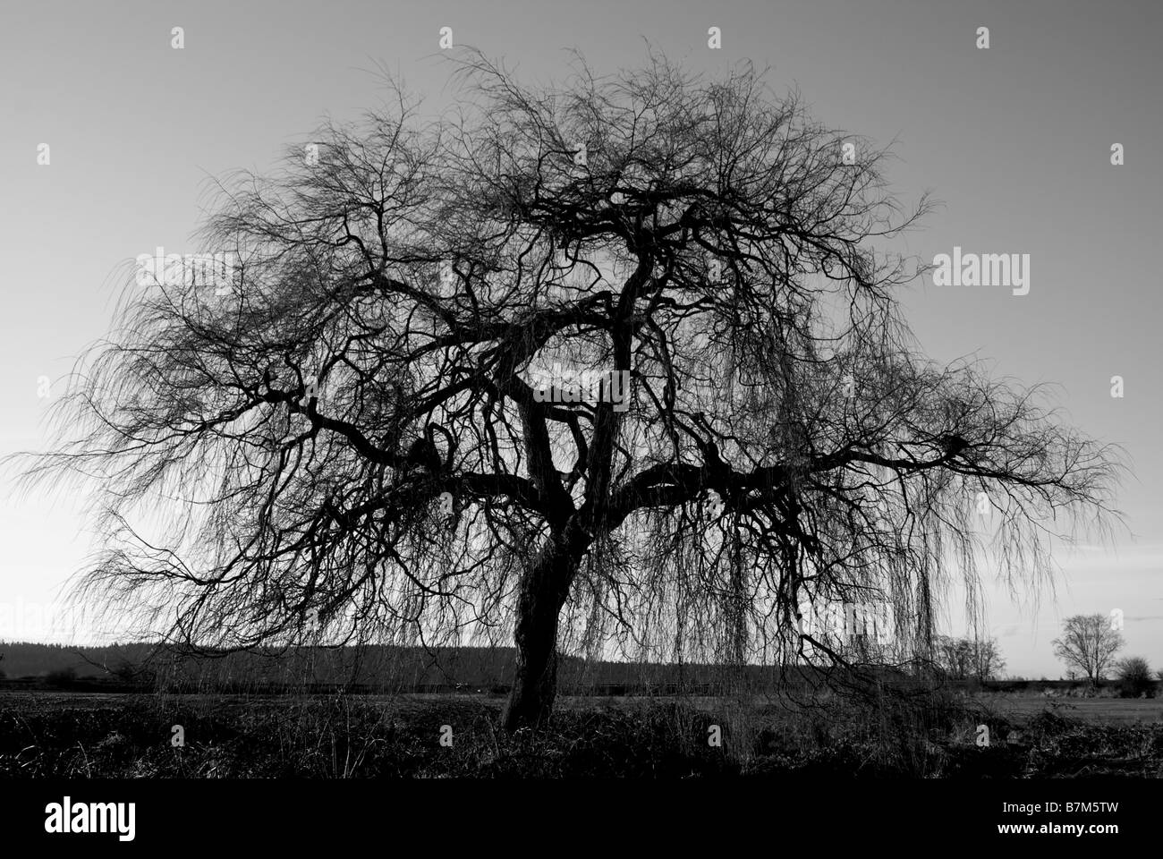 Silhouette di Willow Tree in inverno a sunrise in B W monocromatica Foto Stock