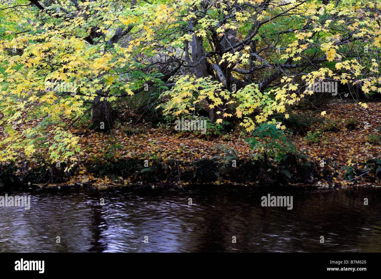 Colorato in giallo acer acero autunno autunnale di colore colore caduta piccole foglie ramo appendere appesa sopra il fiume di acqua corrente Foto Stock