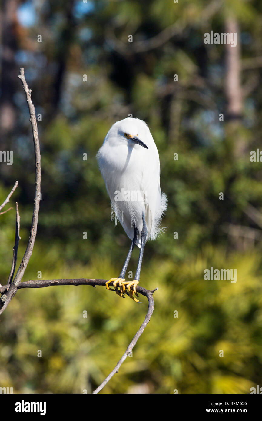 Snowy Garzetta (Egretta Thuja), Gatorland, Orange Blossom Trail, Orlando, Florida, Stati Uniti d'America Foto Stock