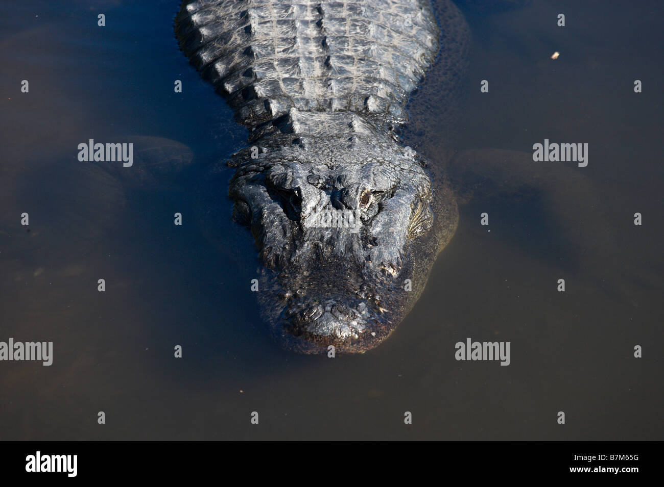 Close up di un alligatore all'interno Gatorland, Orange Blossom Trail, Orlando, Florida, Stati Uniti d'America Foto Stock