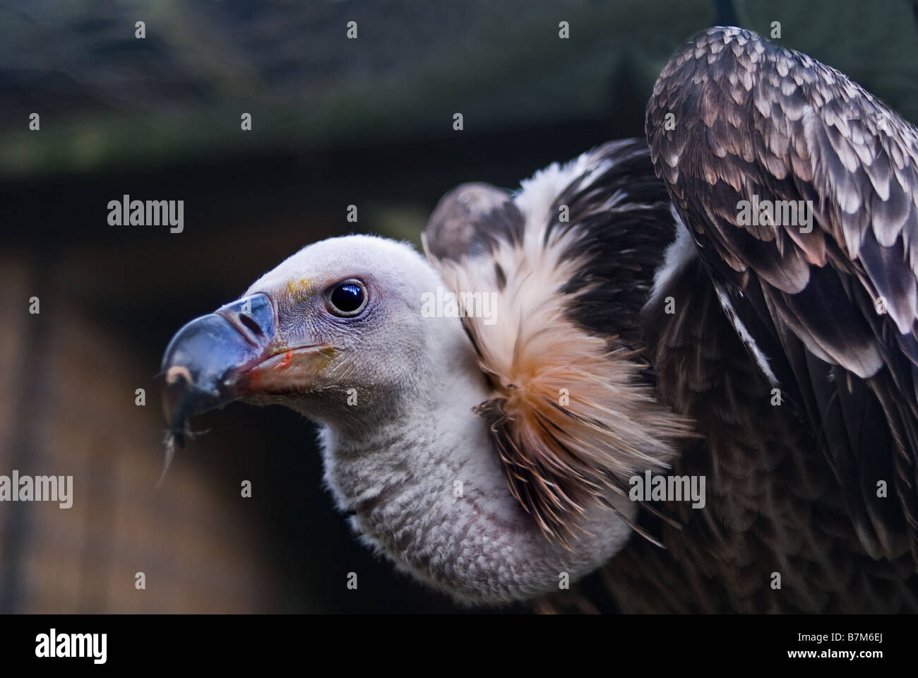 Avvoltoio grifone. Foto Stock