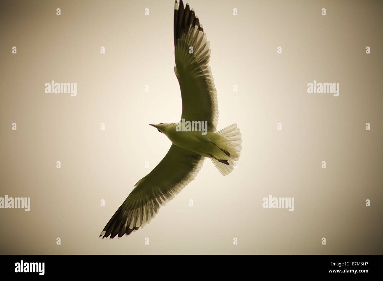 Sea Gull in volo di Venice Beach Los Angeles County in California negli Stati Uniti d'America Foto Stock