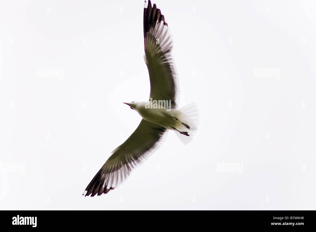 Sea Gull in volo di Venice Beach Los Angeles County in California negli Stati Uniti d'America Foto Stock