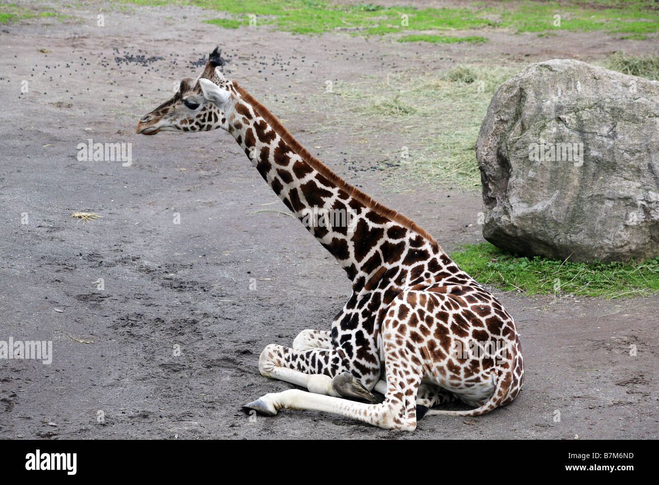 Un giovane giraffa siede sulla terra in un zoo Foto Stock