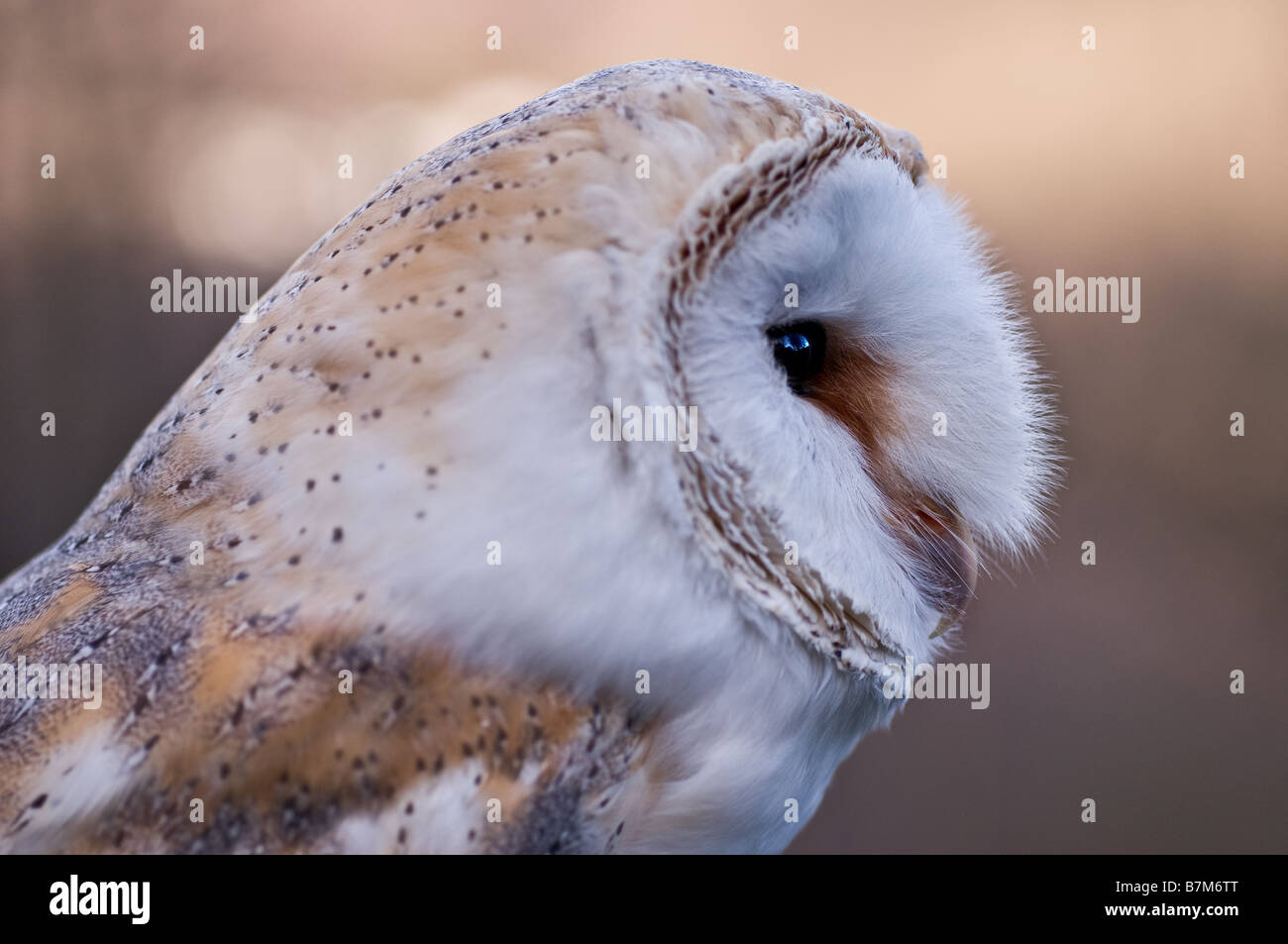 Un profilo di un gufo di granaio, Tyto alba. Foto Stock