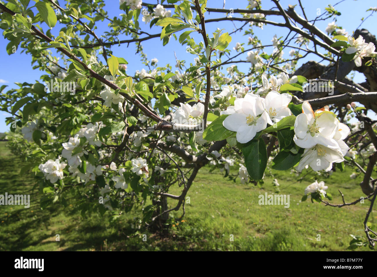 Fiori di apple su alberi di mele annapolis valley Nova Scotia canada Foto Stock