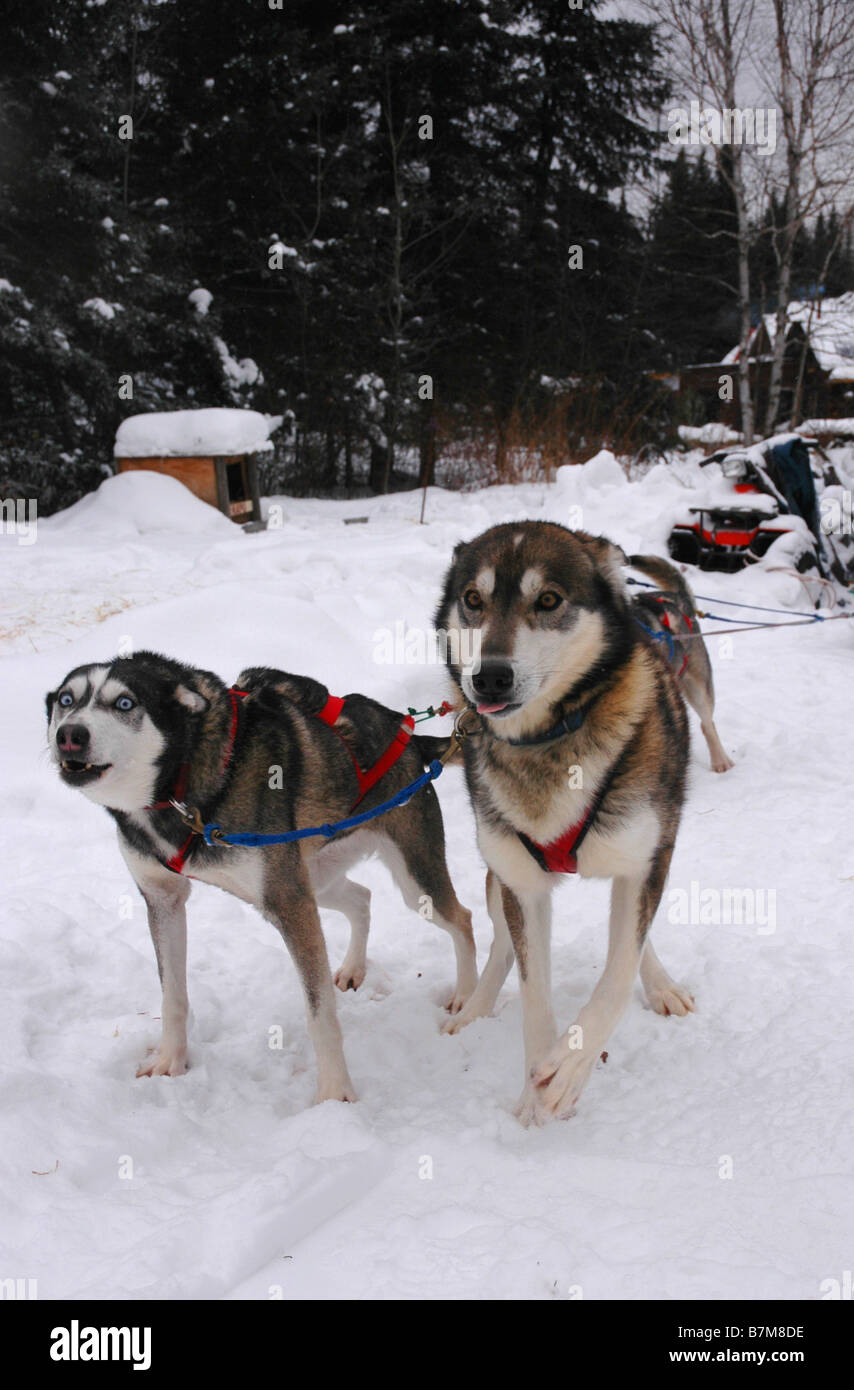 Un team di sleddogs, imbrigliato e pronto per l'esecuzione. Foto Stock