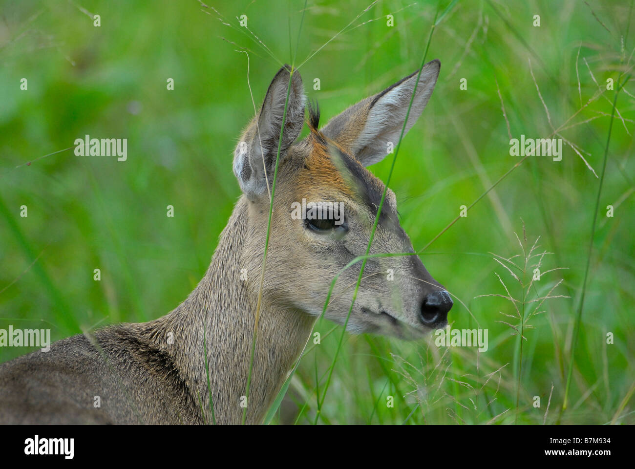 Femmina cefalofo grigio mangiare erba nel Kwazulu Natal, Sud Africa Foto Stock